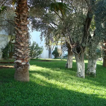 فيلة Dream ديديم