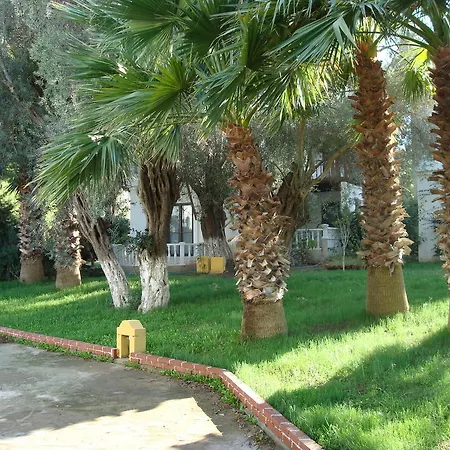 فيلة Dream